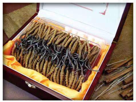 五通桥冬虫夏草回收